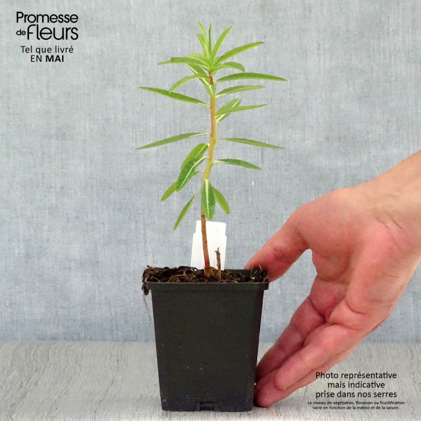Exemplaar van Euphorbia schillingii - Wolfsmelk Kweekpotje van 8/9 cm zoals geleverd in de lente