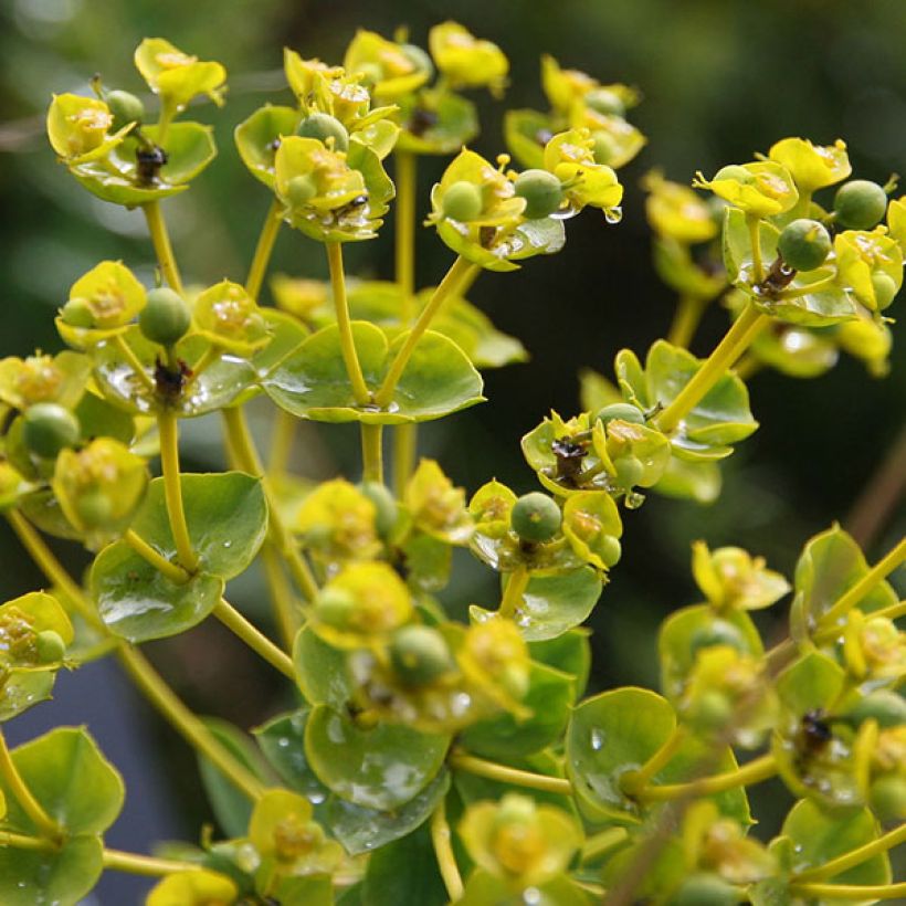 Euphorbia seguieriana niciciana - Wolfsmelk (Bloei)