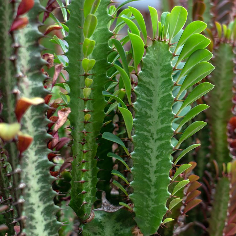 Euphorbia trigona - Afrikaanse melkboom (Blad)
