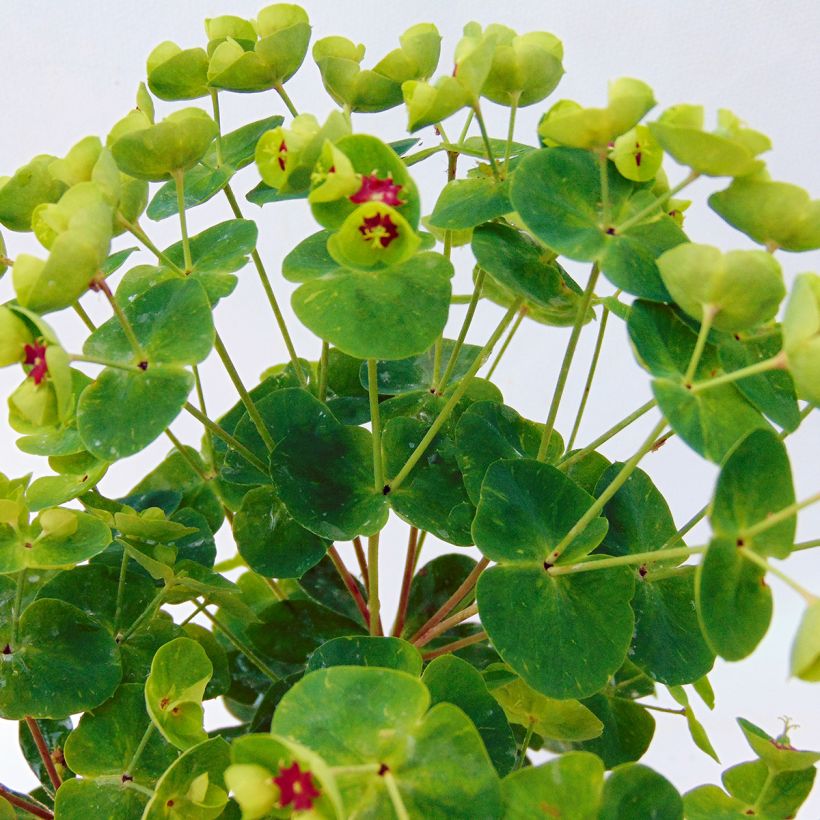 Euphorbia Baby Charm - Wolfsmelk (Blad)