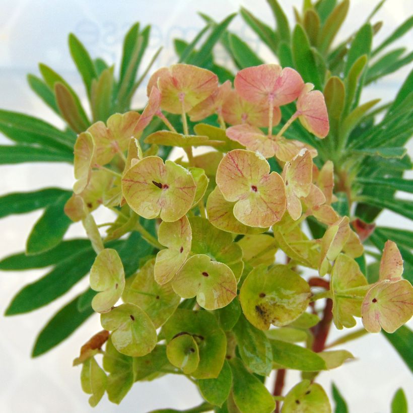 Euphorbia Baby Charm - Wolfsmelk (Bloei)