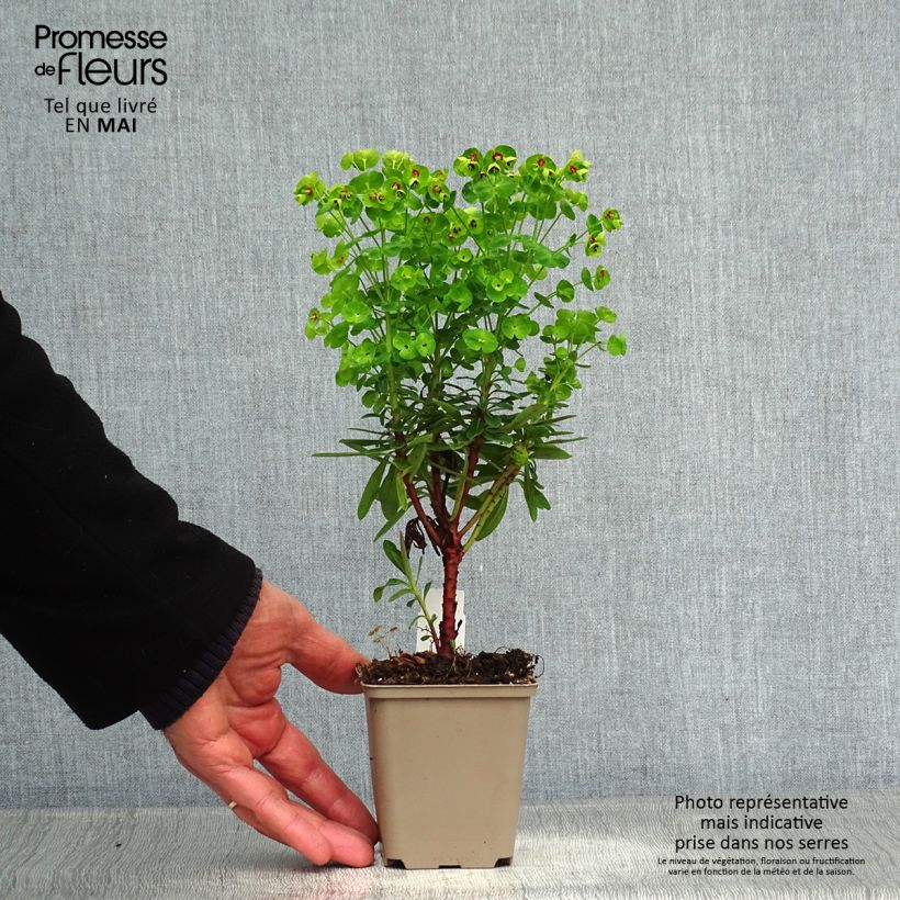 Exemplaar van Euphorbia Baby Charm - Wolfsmelk Kweekpotje van 8/9 cm zoals geleverd in de lente