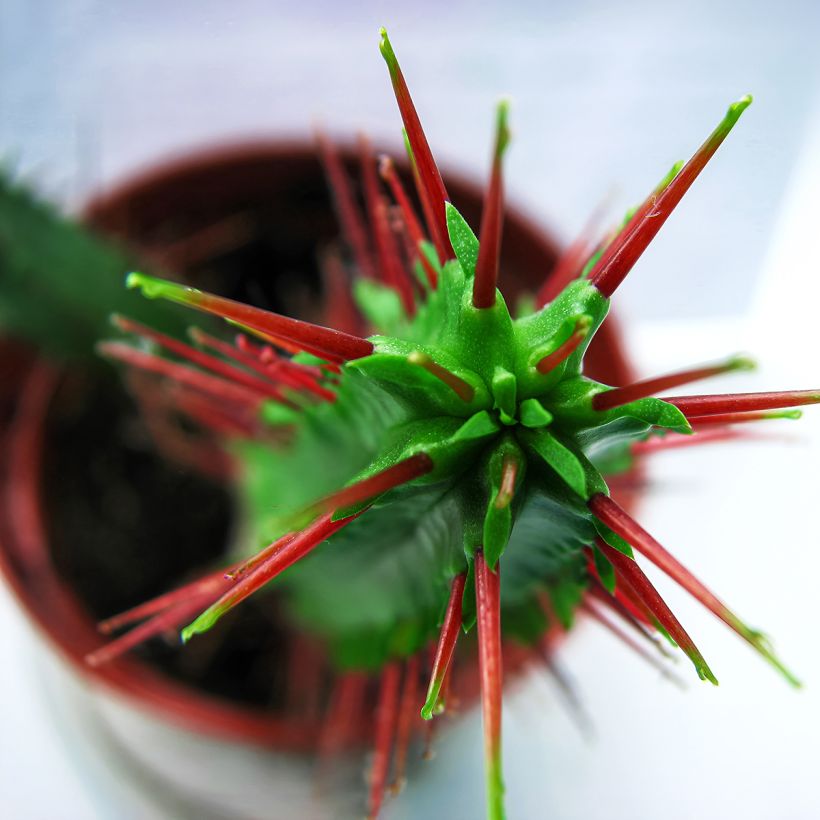 Euphorbia enopla - Wolfsmelk (Blad)