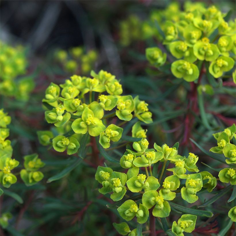 Euphorbia cyparissias Fens Ruby - Cipreswolfsmelk (Bloei)
