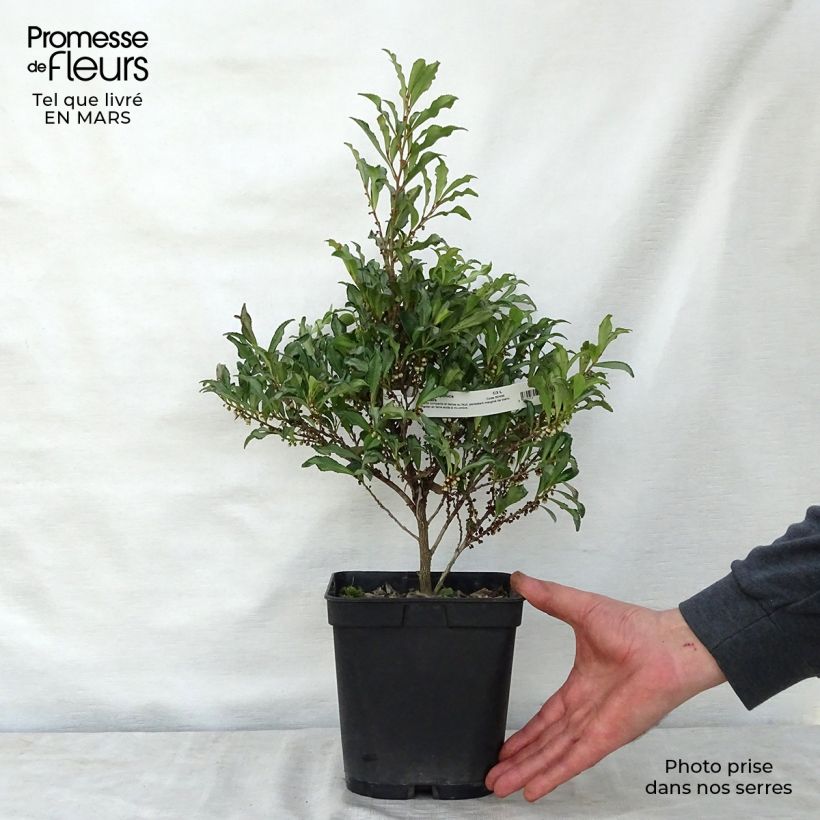 Exemplaar van Eurya japonica Moutiers - Japanse eurya Pot van 2 l/3 l zoals geleverd in de lente