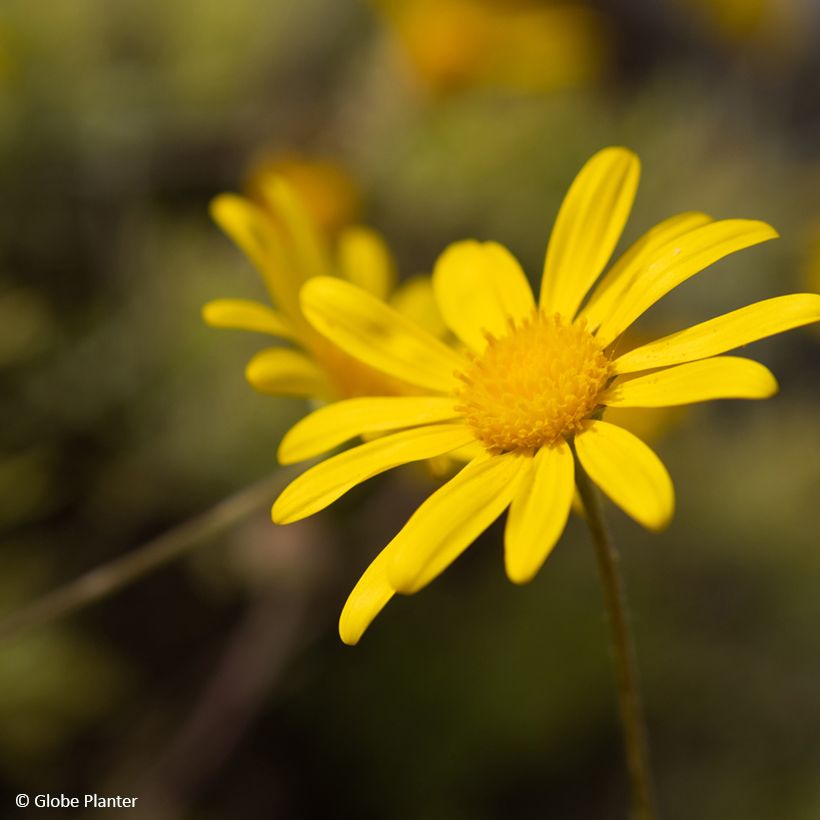 Euryops Infinity - Zuid-Afrikaanse margriet (Bloei)