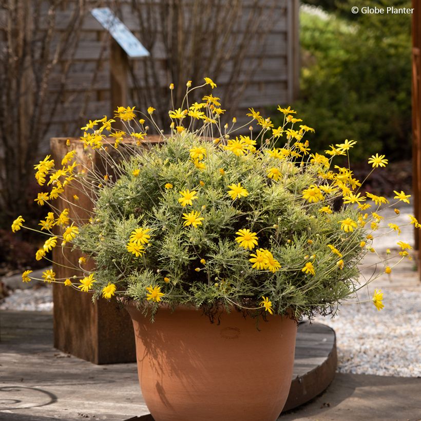 Euryops Infinity - Zuid-Afrikaanse margriet (Groeiplaats)