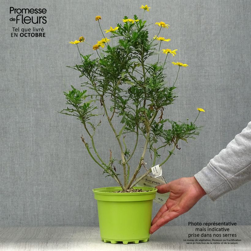 Exemplaar van Euryops chrysanthemoides - Zuid-Afrikaanse margriet Pot van 2 l/3 l zoals geleverd in de herfst