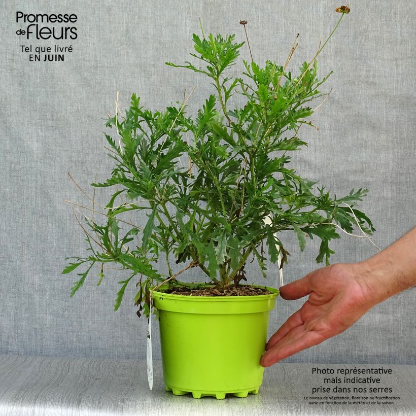 Exemplaar van Euryops chrysanthemoides - Zuid-Afrikaanse margriet Pot van 2 l/3 l zoals geleverd in de zomer
