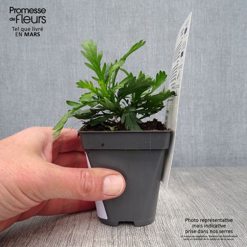 Exemplaar van Euryops chrysanthemoides Sonnenschein - Zuid-Afrikaanse margriet Kweekpotje van 8/9 cm zoals geleverd in de lente