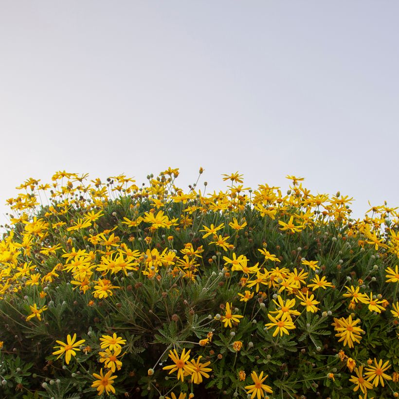 Euryops chrysanthemoides Sonnenschein - Zuid-Afrikaanse margriet (Groeiplaats)