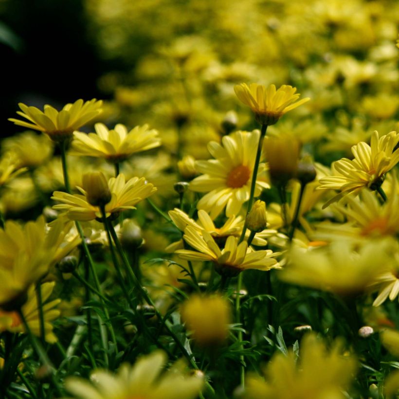 Euryops pectinatus - Zuid-Afrikaanse margriet (Bloei)