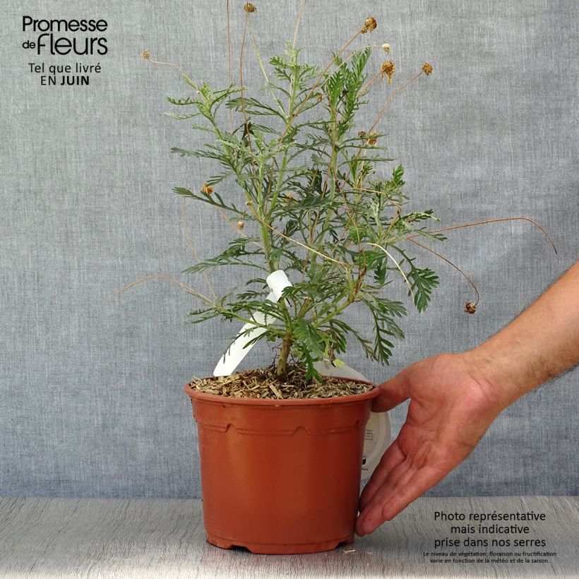 Exemplaar van Euryops pectinatus - Zuid-Afrikaanse margriet Pot van 2 l/3 l zoals geleverd in de zomer
