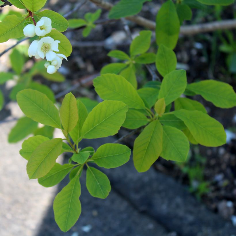 Exochorda racemosa Magical Springtime (Blad)