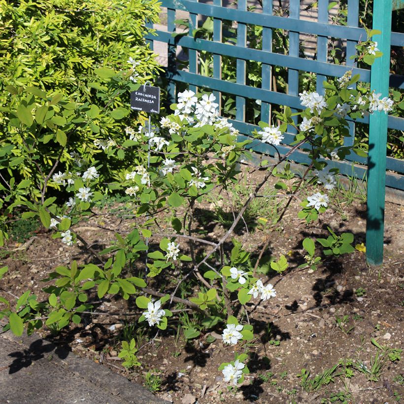 Exochorda racemosa Magical Springtime (Groeiplaats)