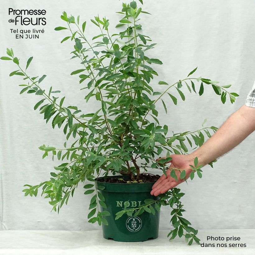Exemplaar van Exochorda racemosa Niagara - Parelstruik Pot van 7,5 l/10 l zoals geleverd in de zomer