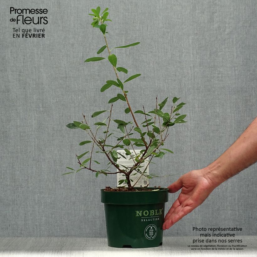 Exemplaar van Exochorda racemosa Niagara - Parelstruik Pot van 3 l/4 l zoals geleverd in de herfst