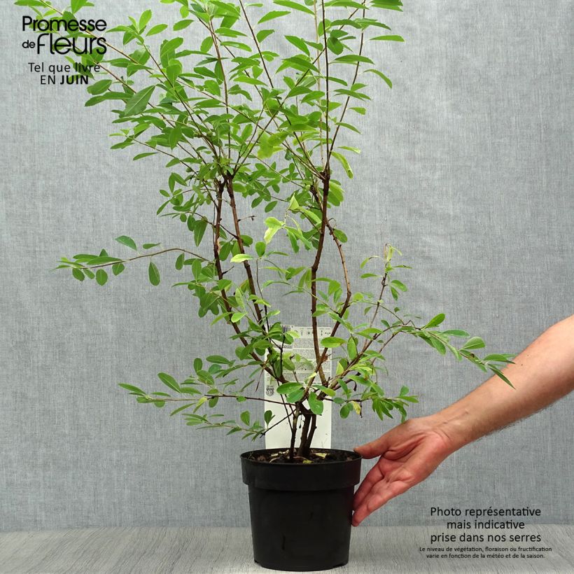 Exemplaar van Exochorda racemosa Niagara - Parelstruik Pot van 3 l/4 l zoals geleverd in de zomer