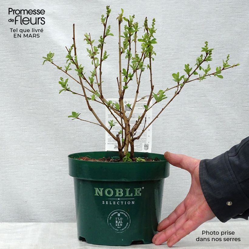 Exemplaar van Exochorda racemosa Niagara - Parelstruik Pot van 3 l/4 l zoals geleverd in de lente