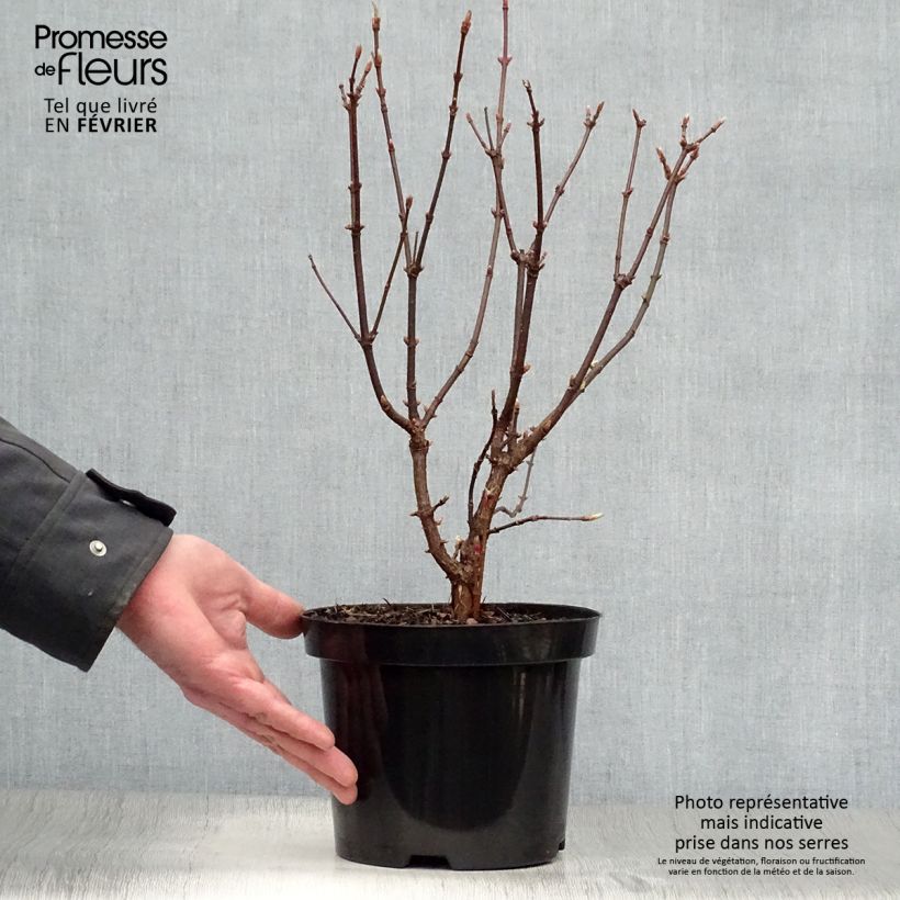 Exemplaar van Exochorda serratifolia Snow White - Parelstruik Pot van 2 l/3 l zoals geleverd in de winter