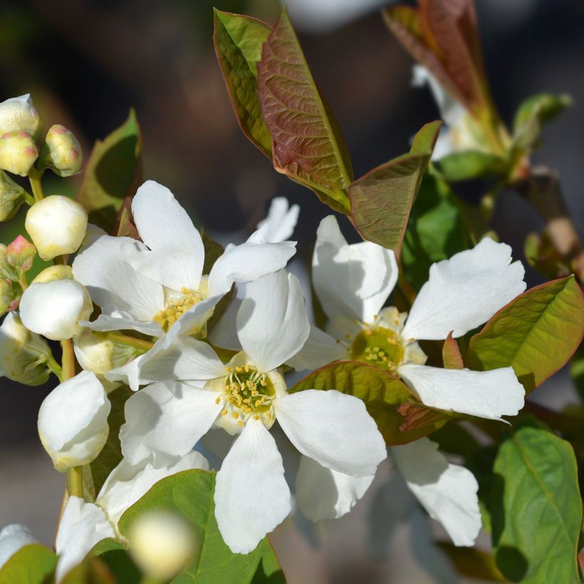 Exochorda serratifolia Snow White - Parelstruik (Bloei)