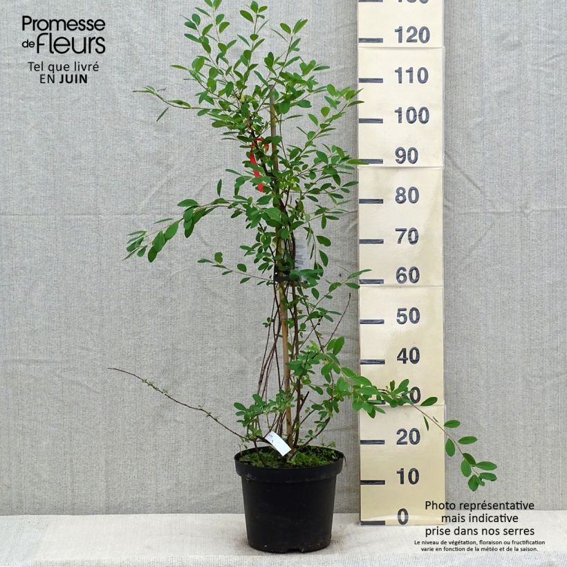 Exemplaar van Exochorda The Bride - Parelstruik Pot van 12 l/15 l zoals geleverd in de zomer
