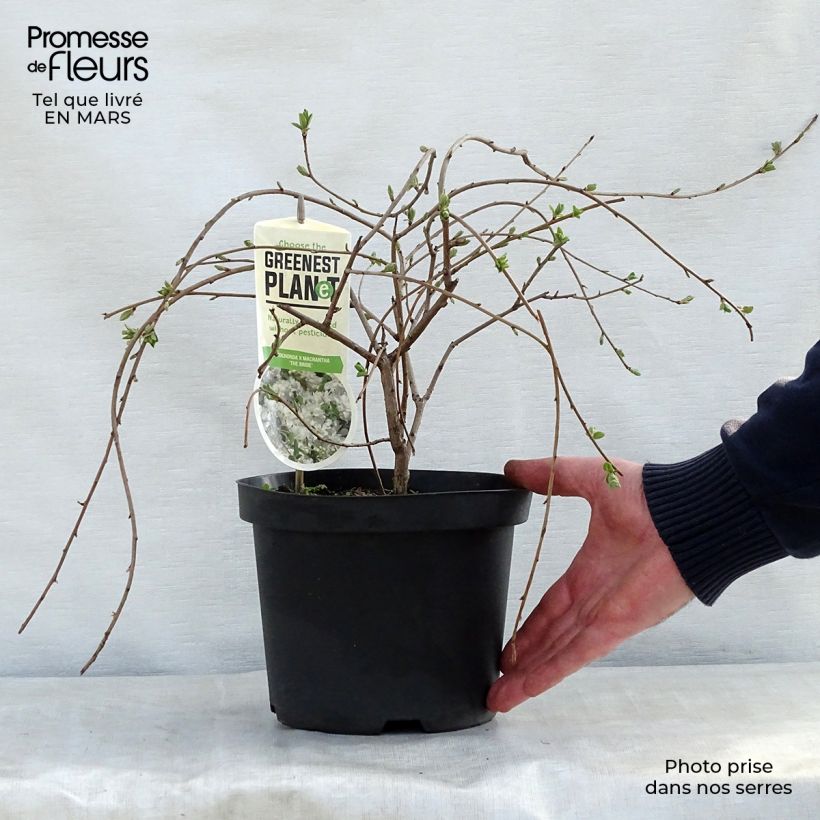 Exemplaar van Exochorda The Bride - Parelstruik Pot van 2 l/3 l zoals geleverd in de lente