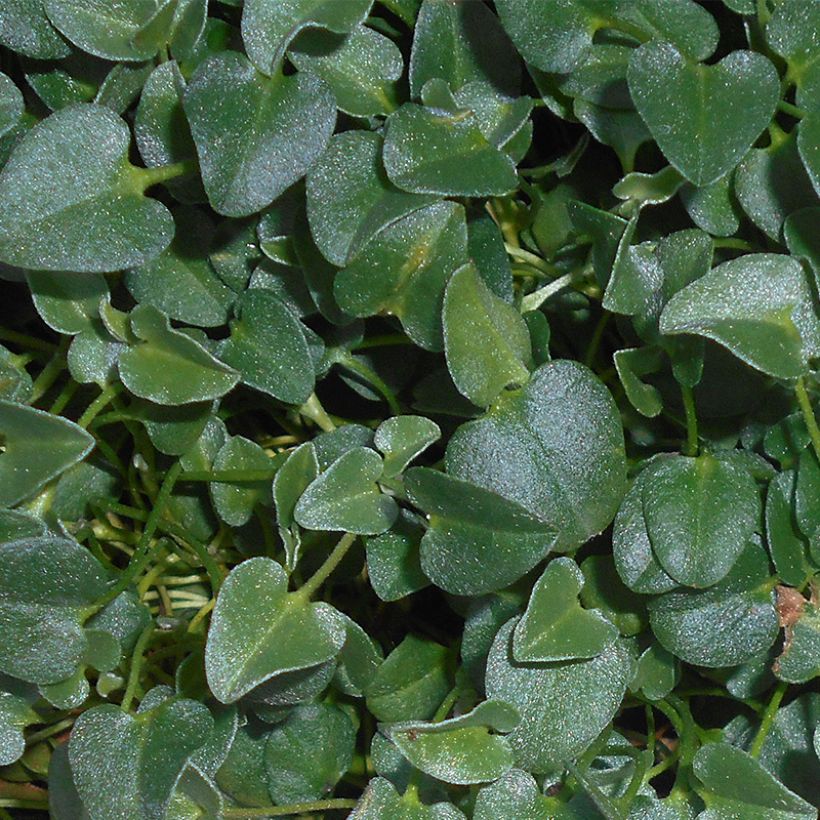 Falkia repens - Kleine oren (Blad)
