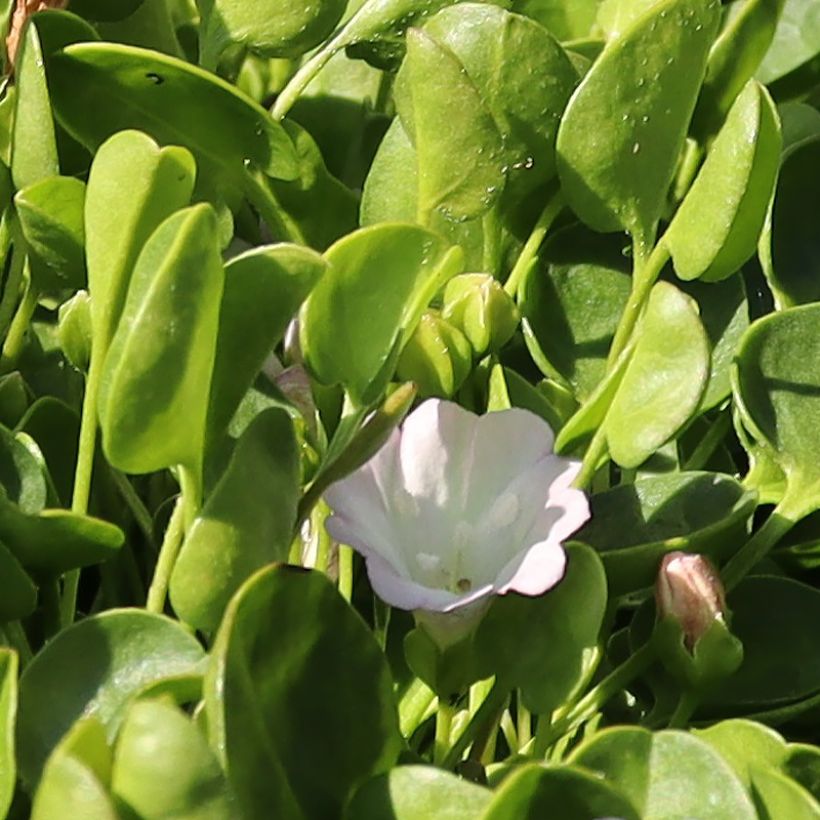 Falkia repens - Kleine oren (Bloei)