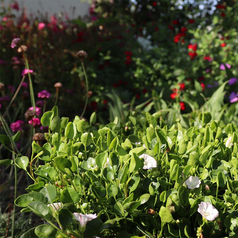 Falkia repens - Kleine oren (Groeiplaats)