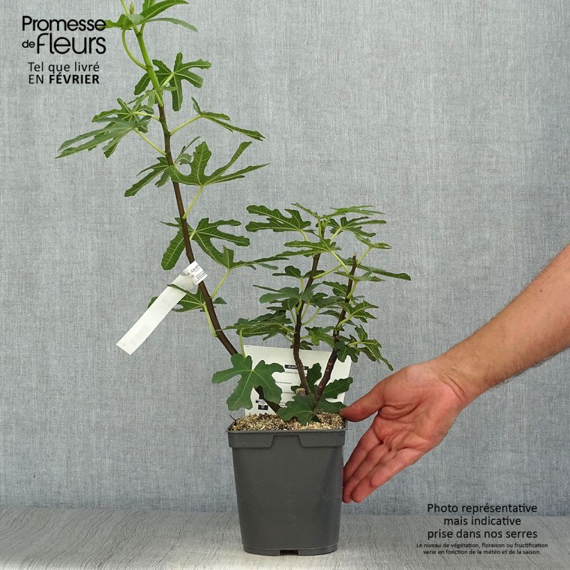 Exemplaar van Figuier Marseillaise - Ficus carica    Pot de 2L/3L zoals geleverd in de herfst