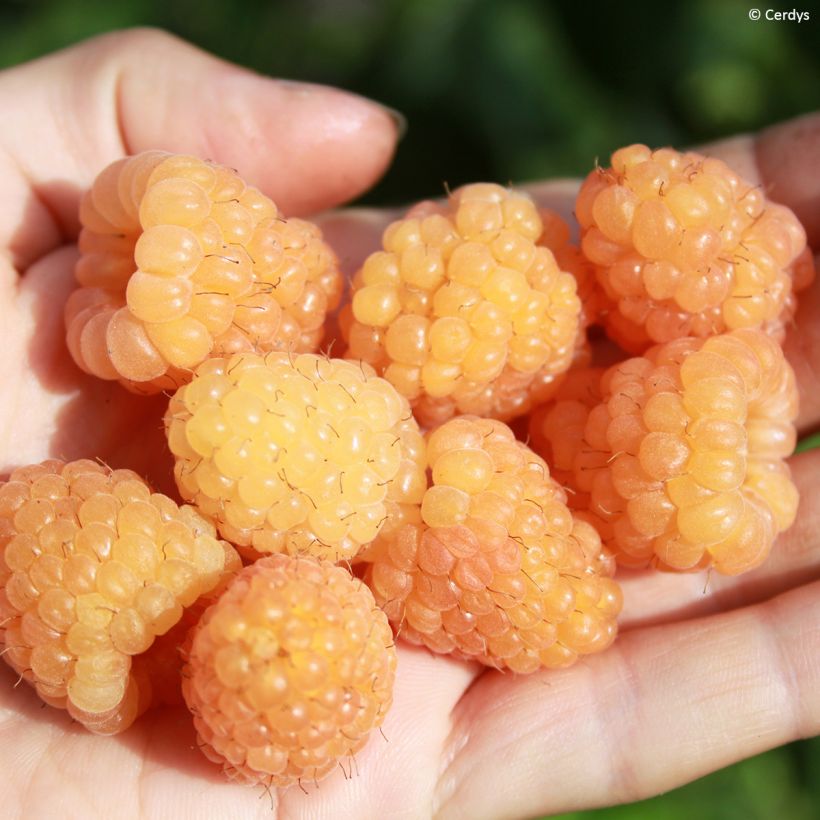 Framboos Schlaraffia Golddigger (Oogst)