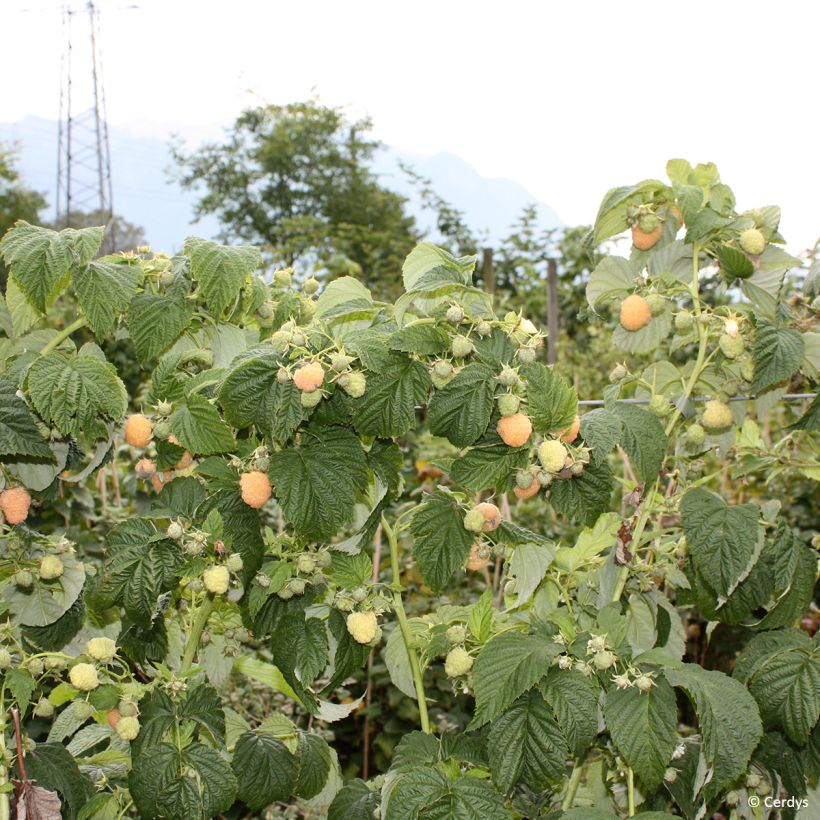 Framboos Schlaraffia Golddigger (Groeiplaats)