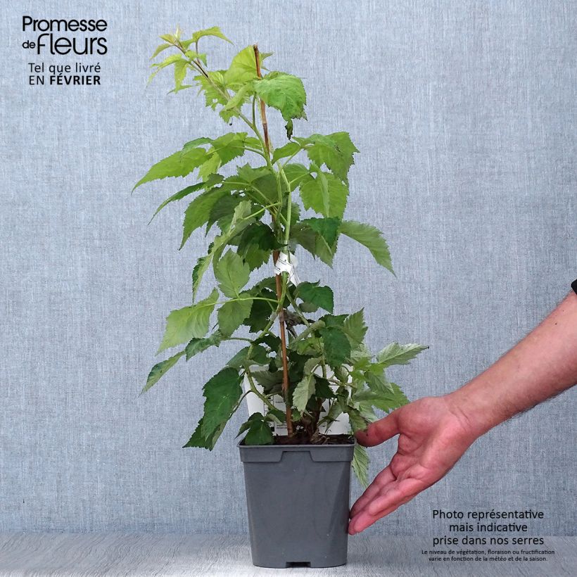 Exemplaar van Framboos Autumn Belle (doordragend) Pot van 2 l/3 l zoals geleverd in de herfst