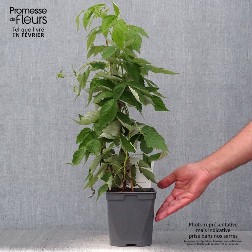Exemplaar van Dwergframboos Bella Aromatica (doordragend) Pot van 2 l/3 l zoals geleverd in de herfst