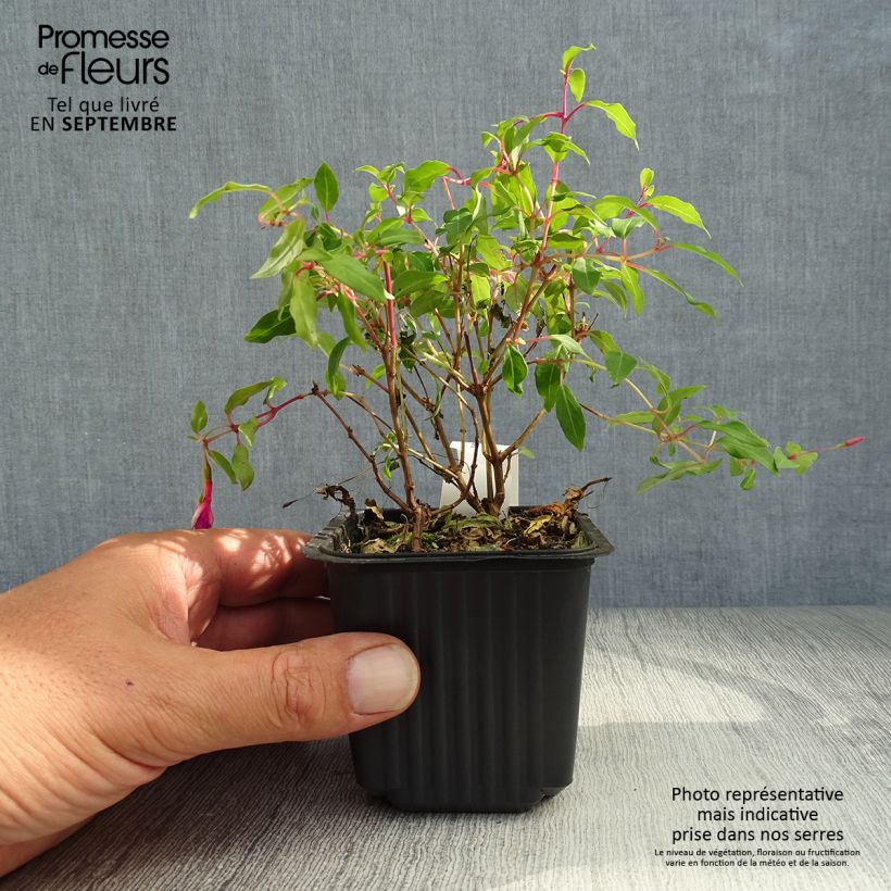 Exemplaar van Fuchsia magellanica - Winterharde fuchsia Kweekpotje van 8/9 cm zoals geleverd in de herfst