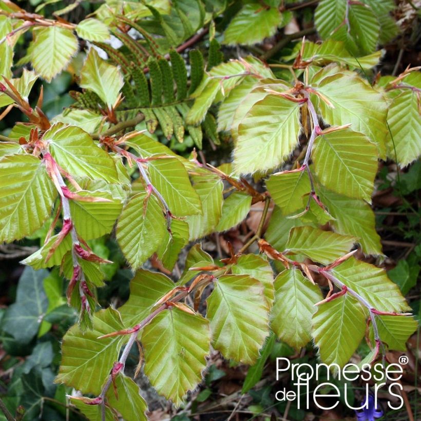 Fagus sylvatica - Beuk (Blad)
