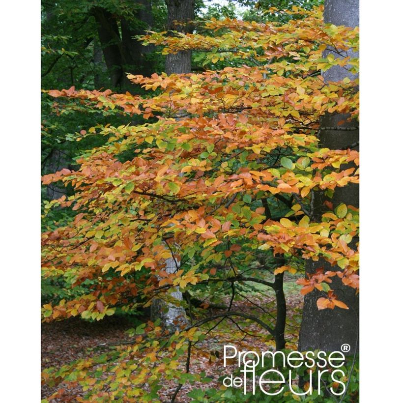 Fagus sylvatica - Beuk (Groeiplaats)