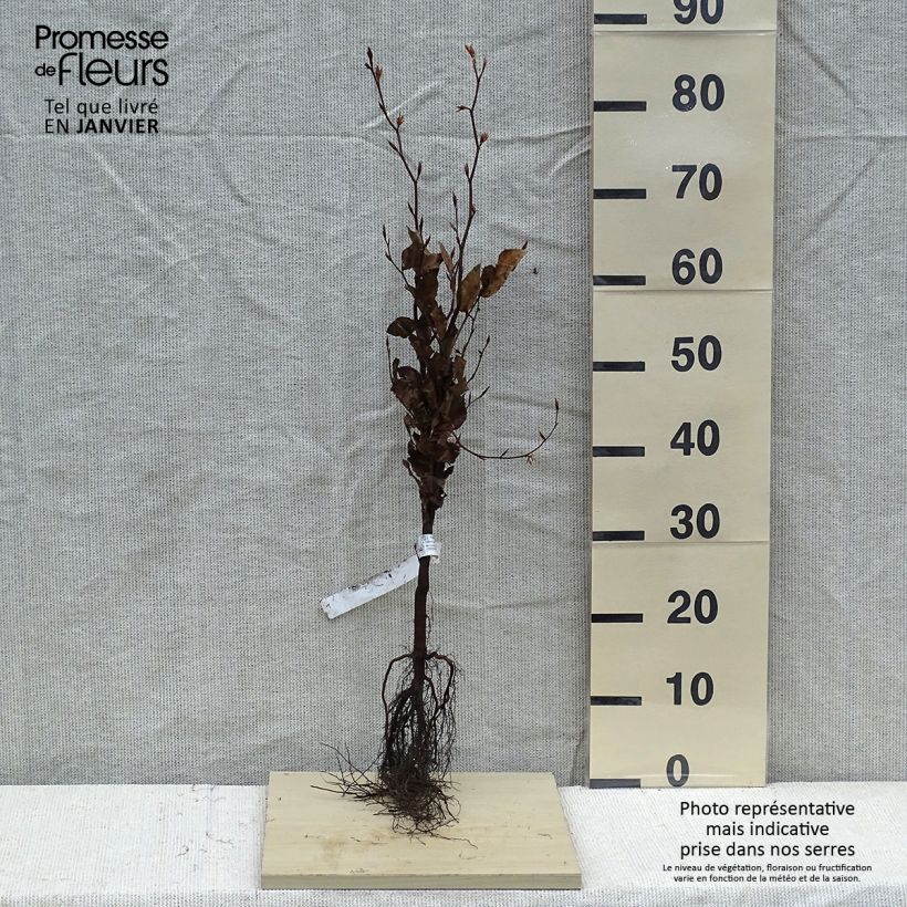 Exemplaar van Fagus sylvatica Atropurpurea - Koperbeuk Naakte wortel zoals geleverd in de winter