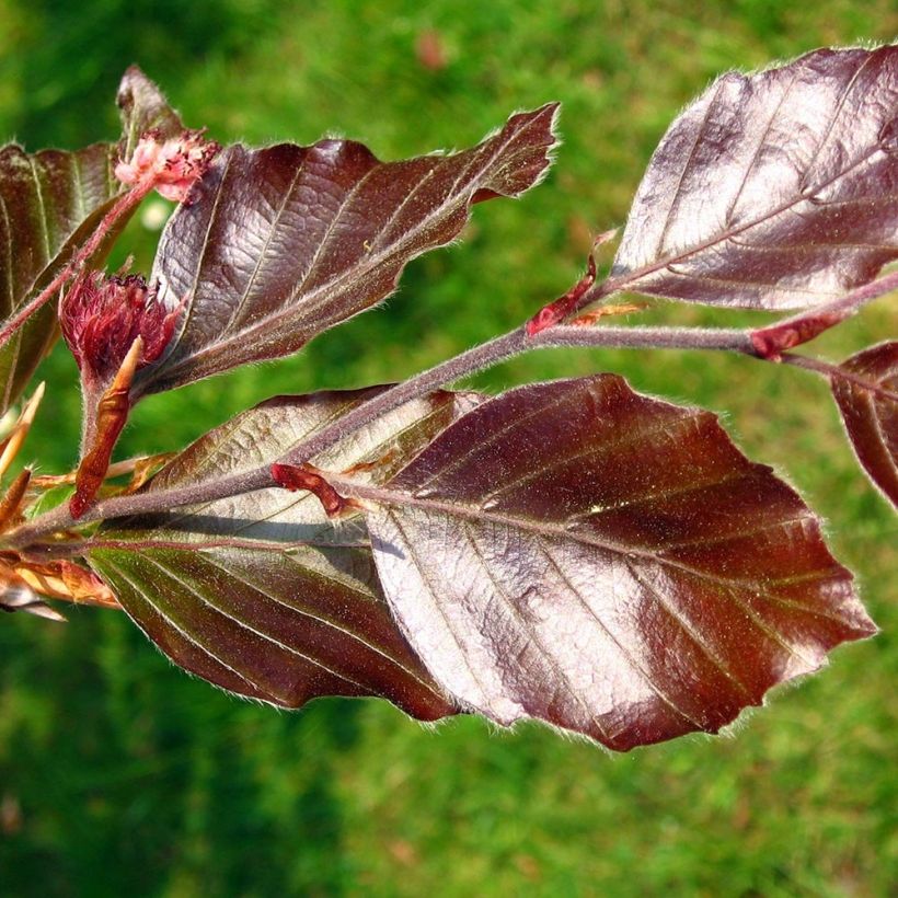 Fagus sylvatica Atropurpurea - Koperbeuk (Blad)