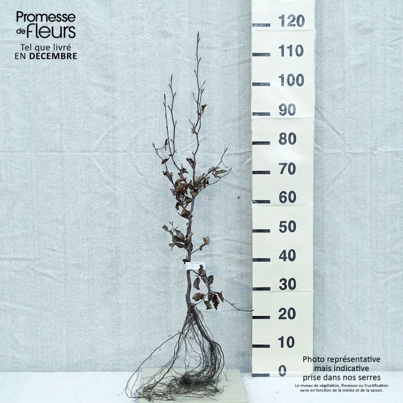 Exemplaar van Fagus sylvatica Atropurpurea - Koperbeuk Naakte wortel zoals geleverd in de winter