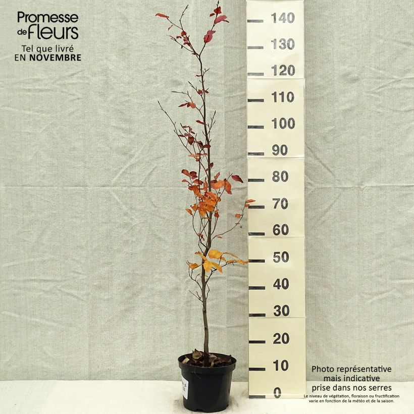Exemplaar van Fagus sylvatica Atropurpurea - Koperbeuk Pot van 4 l/5 l zoals geleverd in de herfst