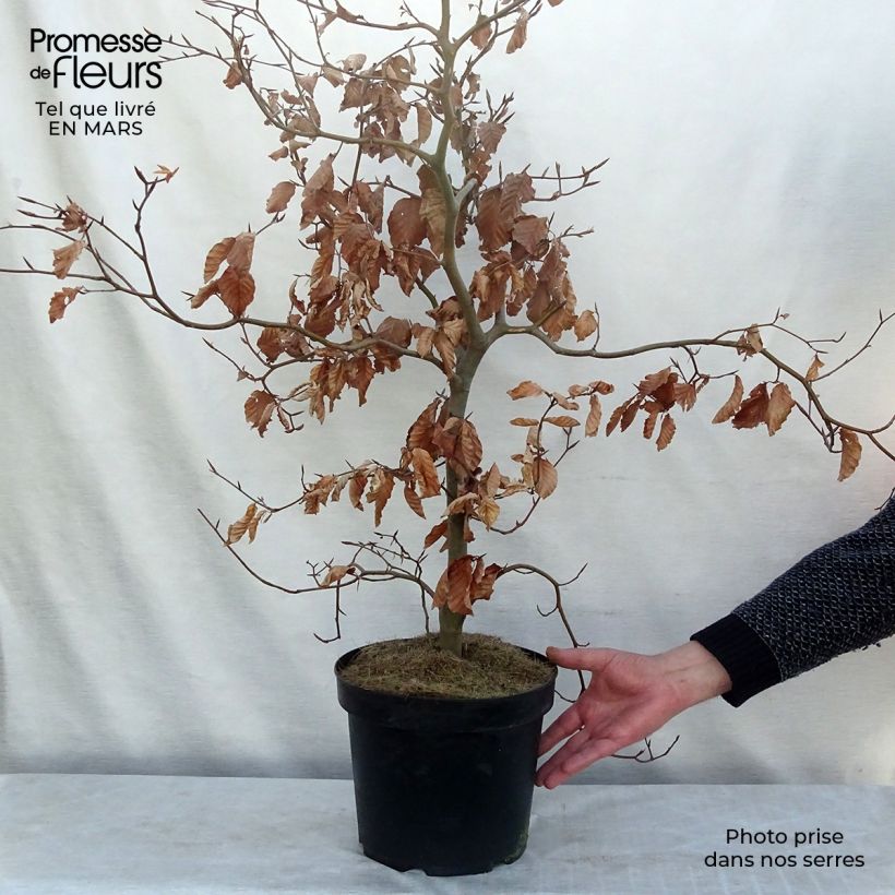 Exemplaar van Fagus sylvatica Atropurpurea - Koperbeuk Pot van 4 l/5 l zoals geleverd in de lente