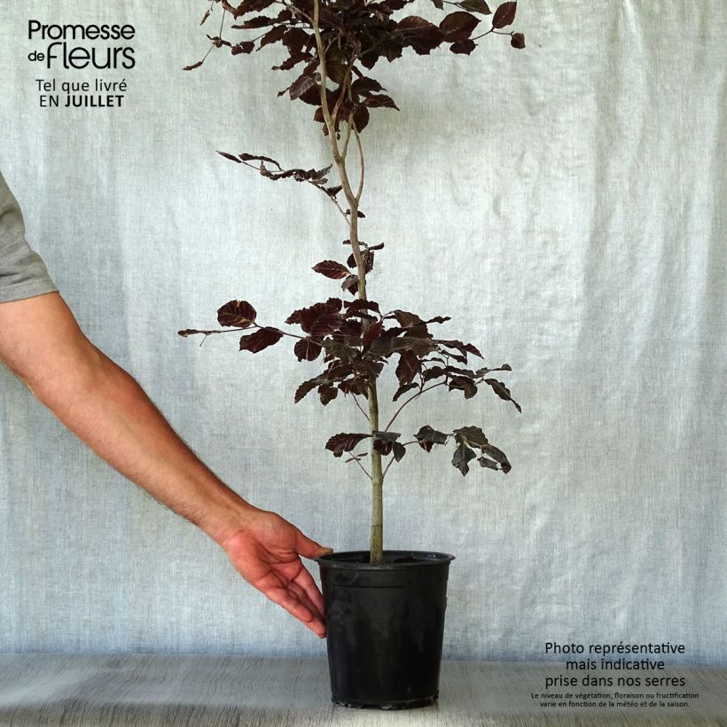 Exemplaar van Fagus sylvatica Atropurpurea - Koperbeuk Pot van 2 l/3 l zoals geleverd in de zomer