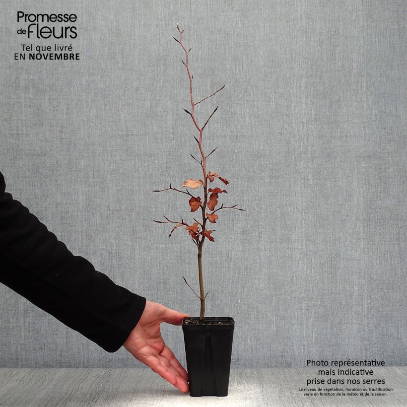 Exemplaar van Fagus sylvatica Atropurpurea - Koperbeuk Kweekpotje van 8/9 cm zoals geleverd in de herfst