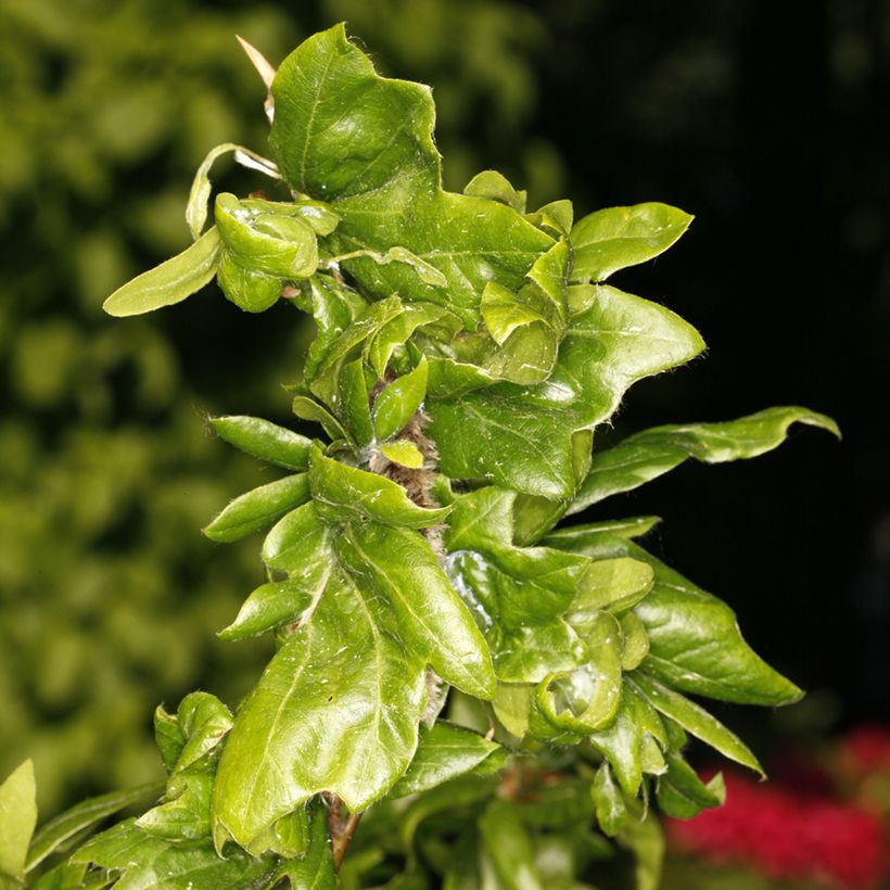 Fagus sylvatica Cristata - Beuk (Blad)
