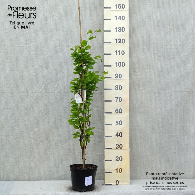 Exemplaar van Fagus sylvatica Dawyck Gold - Goudgele zuilbeuk Pot van 4 l/5 l zoals geleverd in de lente