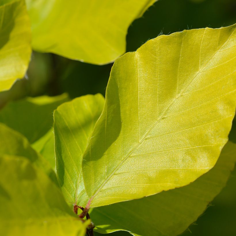 Fagus sylvatica Dawyck Gold - Goudgele zuilbeuk (Blad)