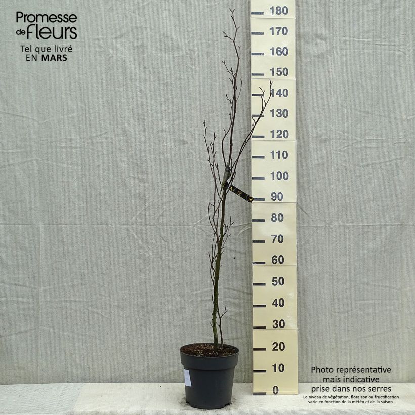 Exemplaar van Fagus sylvatica Dawyck - Zuilbeuk Pot van 4 l/5 l zoals geleverd in de lente