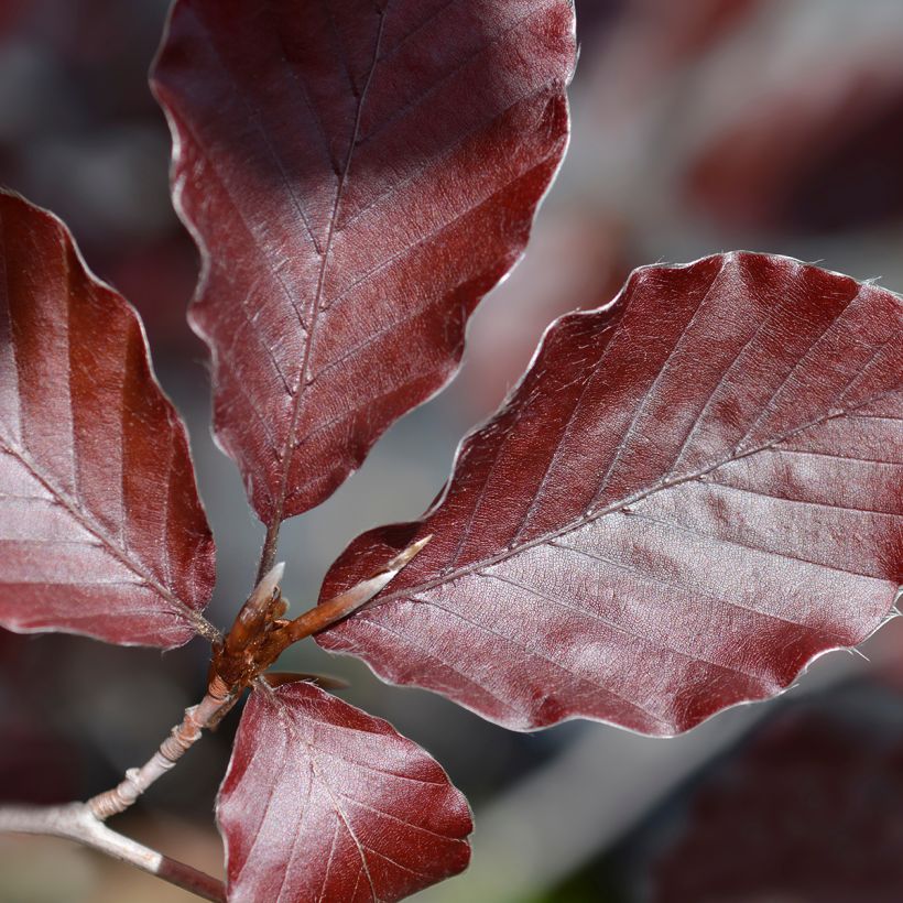 Fagus sylvatica Dawyck Purple - Zuilvormige koperbeuk (Blad)